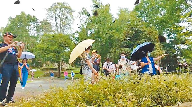 台南市關子嶺風景區嶺頂公園是紫斑蝶重要的覓食棲地，今年蝶況佳，吸引很多遊客前來拍照。（台灣紫斑蝶生態保育協會提供／張毓翎台南傳真）