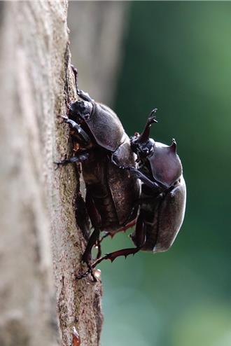 桃園甲蟲季10周年 結合VR科技走進獨角仙的世界