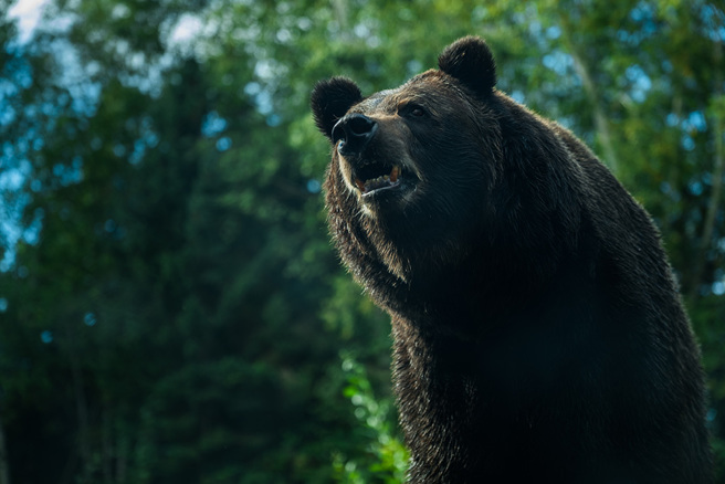 男子被黑熊撲倒在地撕咬，不僅全身是傷，半個鼻子也沒了。(圖:shutterstock/達志)
