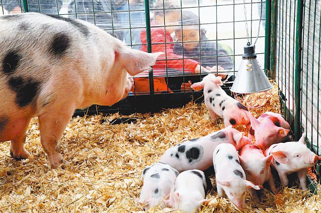 中国商务部20日通报，初步确定欧盟猪肉倾销成立。资料图为比利时举办的农业博览会。（新华社）