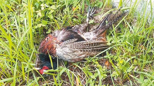 吳姓重機騎士疑遭保育類環頸雉撞擊，環頸雉掉落草叢，抽搐掙扎不久後死亡。（讀者提供／蕭嘉蕙台東傳真）