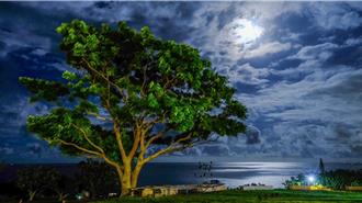 東海岸大地藝術節十周年盛典 3000遊客齊聚月光海音樂會