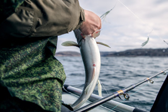 《辛普森家庭》预言又中了！格陵兰渔夫钓起「三眼鳕鱼」