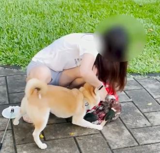 血腥畫面曝！殘忍撕咬「內湖大湖公園」綠頭鴨 萌柴飼主態度引爆怒火