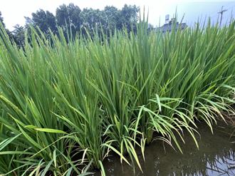 氣候變化水稻染白葉枯病 農民嘆：今年最為嚴重