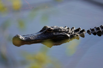 不听劝！男深夜湖中游泳 下秒乐极生悲「半截手臂没了」