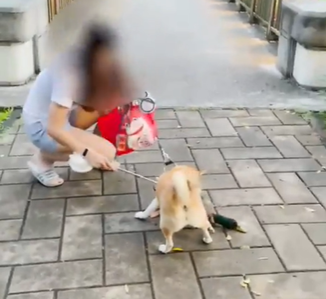 一名網友昨天日透過Dcard發文指出，她與友人在內湖的大湖公園散步，竟撞見一隻柴犬咬住原本正在周璐的綠頭鴨。（圖 / 翻攝自Dcard）