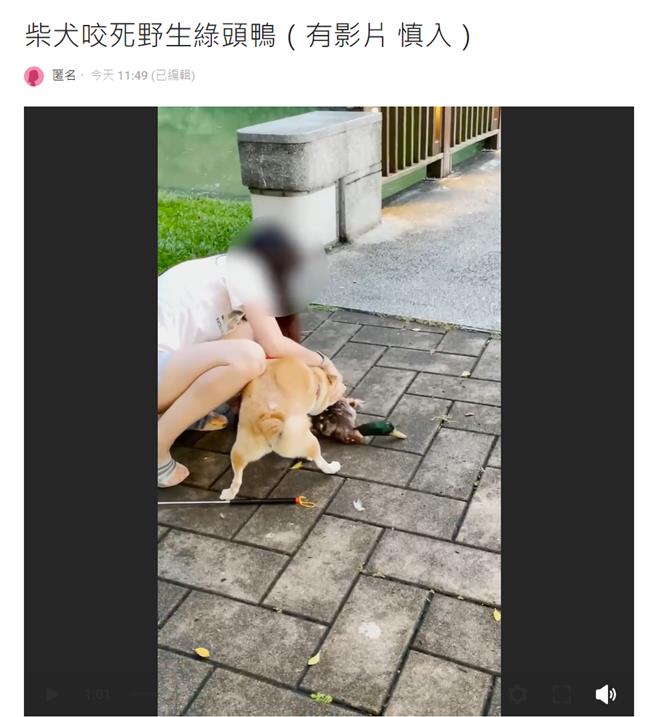 目擊民眾上網指控，該柴犬突然咬住棲息在公園內的綠頭鴨，結果飼主竟放任未制止，最終綠頭鴨血肉模糊的癱軟在地、奄奄一息。(圖擷取自Dcard)