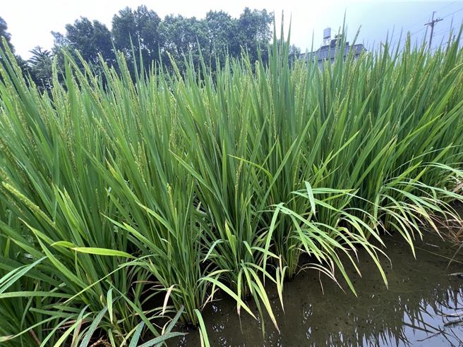 桃园各地区陆续传出水稻出现穗稻热病、白叶枯病、二化螟虫、褐飞虱等病虫害。（姜霏摄）