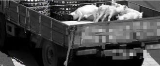 台南六甲养猪场遭窃15只仔猪 嘉义番路查获救回7头