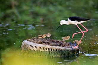 影》「鳥界林志玲」現身台東市郊 高蹺鴴夫妻用廢菜籃當產房 