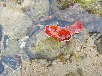 保育優先永續觀光 小琉球7月1日開收海保費 為潮間帶減壓