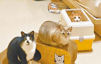 台北 9貓吃同款飼料暴斃 飼主組自救會