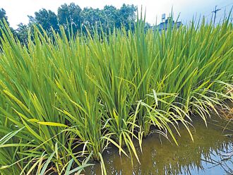 桃園稻熱病肆虐 農民嘆今年最嚴重