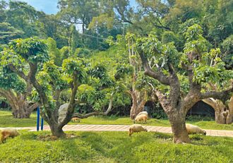 蘇義吉打造可愛動物夢幻家園