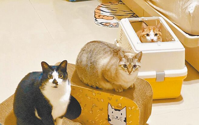 民眾稱網購貓咪1款飼料，毛孩在食用後出現低血鉀狀況，已有9隻貓咪死亡。示意圖，非新聞事件中的貓咪。（本報資料照片）