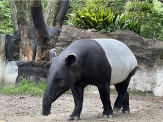 馬來貘「英雄」運輸抵台亡 奪命原因曝 死前痛苦掙扎全身傷