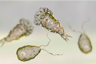 高雄驚傳「食腦蟲」死亡案例？衛生局：切片結果是阿米巴性痢疾