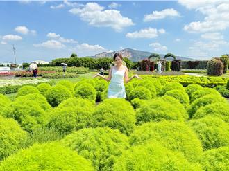 中社花市種滿波波草滿鮮綠 遊客喊「眼睛消暑」