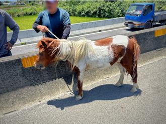 西濱快速道成「馬」路！迷你馬逛大街賣萌   路過民眾驚呆