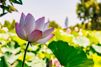 桃園蓮花季29日登場 打卡拍美照再抽摺疊手推車