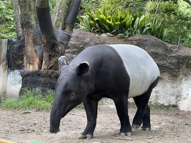 台北市立動物園緊急聯繫台大獸醫學專家於昨(23)日上午進行馬來貘「Hideo英雄」病理解剖。初步就病理解剖時肉眼可識病變，推斷為熱緊迫引起的全身循環衰竭、凝血功能障礙與肺水腫死亡。(台北市立動物園提供)