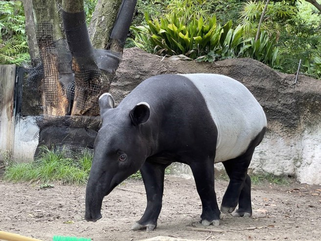 日本马来貘「Hideo英雄」的死因公布后，日本网友哭一片。（台北市动物园提供）