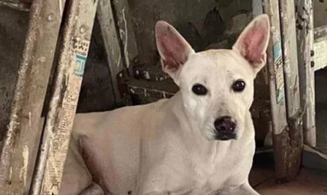 主人为了找到走失的MIKA悬赏30万元，过了2天主人宣布终于寻回爱犬。（翻摄自米克斯传奇脸书）