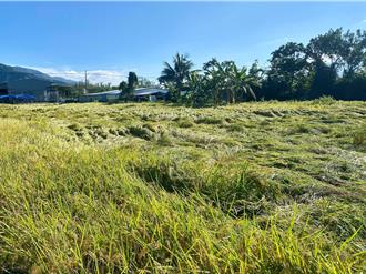 台東池上鄉稻值收割期 雷雨狂瀉稻作一夜「軟腳」
