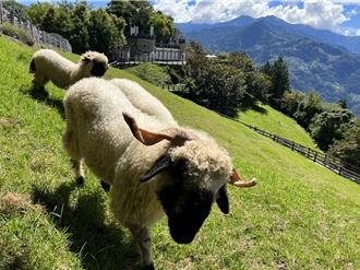 清境笑笑羊不怕高温警报 享受「合欢山空调」超HAPPY