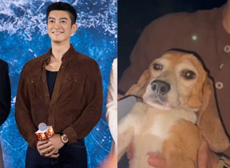 男星救路边小狗   「耳朵有编号、抽血没反应」一查竟是实验犬