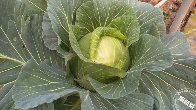 蔬果輕鬆洗，高麗菜需剝去外層2-3片葉子，再浸泡、沖洗、切除基部。（洪書瑱攝）