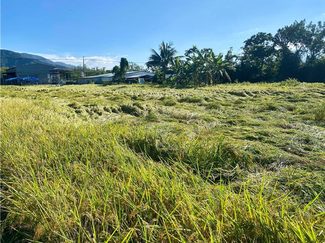 台东县池上乡稻作正值收割期，饱满稻穗不敌昨（24）日晚间强降雨，出现零星倒伏情形。（魏瑞廷提供／萧嘉蕙台东传真）