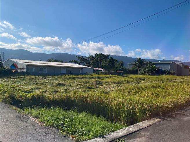 池上乡青农魏瑞廷种植2.69公顷稻田，一夜间倒伏1.5公顷。（魏瑞廷提供／萧嘉蕙台东传真）