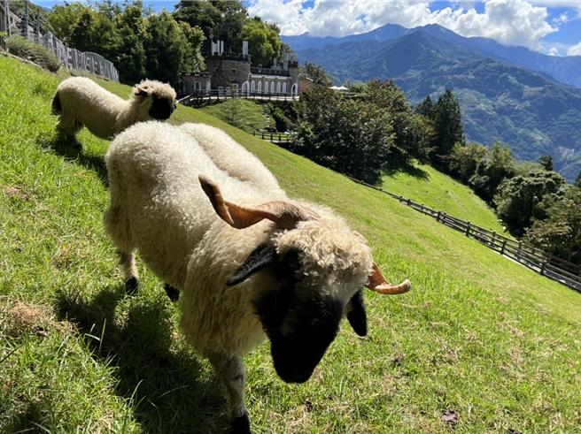 清境农场海拔约1800公尺，夏季白天均温约25度，让来自温带的瓦莱黑鼻羊相当适应。（清境农场提供／杨静茹南投传真）