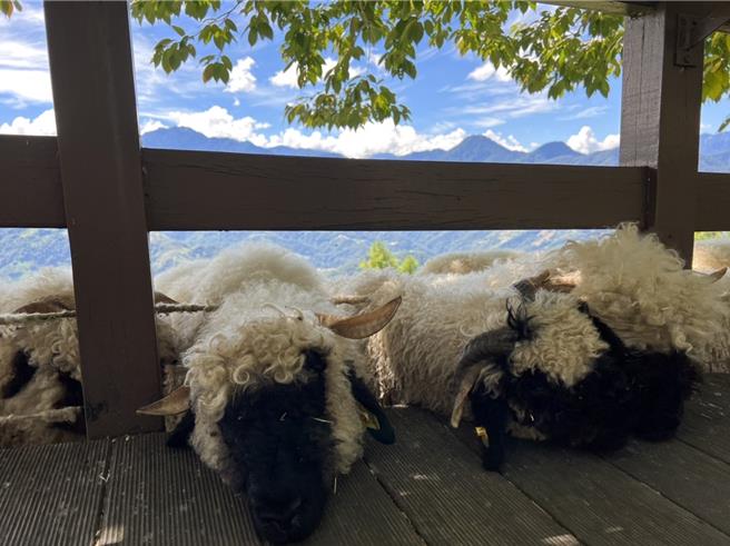 清境农场瓦莱黑鼻羊时常将头靠在樱花林下栈道，等着游客喂食。（清境农场提供／杨静茹南投传真）