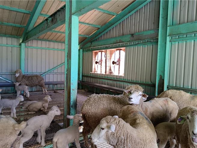 清境农场羊舍设置大型抽风设备，让空气对流，让绵羊住得超舒服。（清境农场提供／杨静茹南投传真）