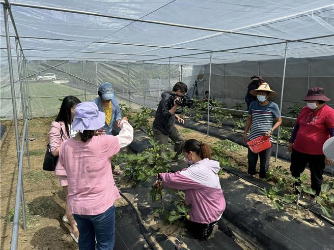 获选为农业部农水署全国10大绿色照护社区的后龙镇水尾社区，带领长辈栽种无花果。（水尾社区提供／谢明俊苗栗传真）