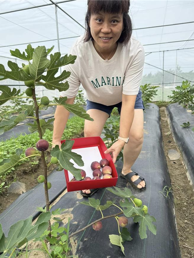 获选为农业部农水署全国10大绿色照护社区的后龙镇水尾社区，带领长辈栽种无花果，近日无花果正值收成，结实累累。（水尾社区提供／谢明俊苗栗传真）