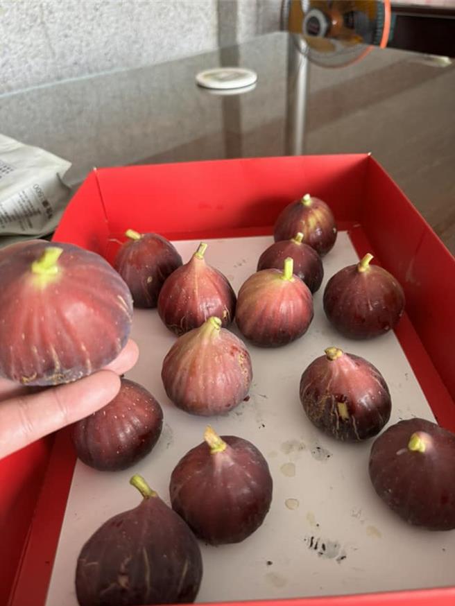 获选为农业部农水署全国10大绿色照护社区的后龙镇水尾社区，带领长辈栽种无花果，近日无花果正值收成，结实累累。（水尾社区提供／谢明俊苗栗传真）