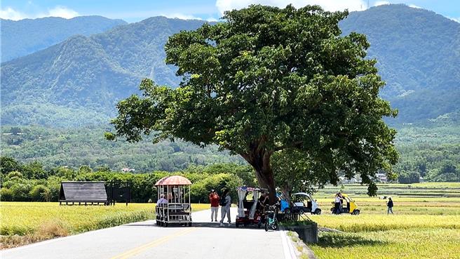 池上乡「伯朗大道」因广告取景而爆红，大批游客慕名而来，租赁电动车辆代步，衍生停车乱象，农忙时期更上演争道画面。（萧嘉蕙摄）