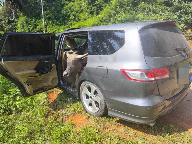 竊賊疑似失風才會棄車逃逸，車後座有3頭水牛。（翻攝中國報）