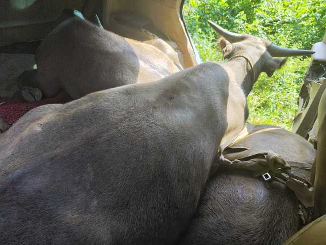 竊賊疑似失風才會棄車逃逸，車後座有3頭水牛。（翻攝中國報）