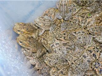 海蟾蜍入侵南投國姓鄉？網看圖驚呼：別錯殺