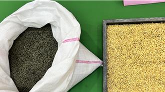 兼顧經濟與環境！台南推廣用鐵粉種稻 一分地成本省2千