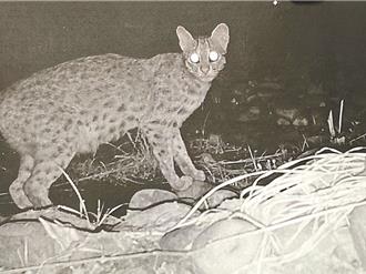 上半年3石虎遭路殺 彰化啟動生態服務給付