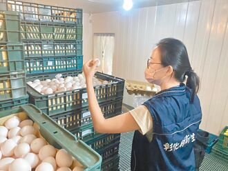 進口蛋專案 農業部證實 畜產會違反採購法