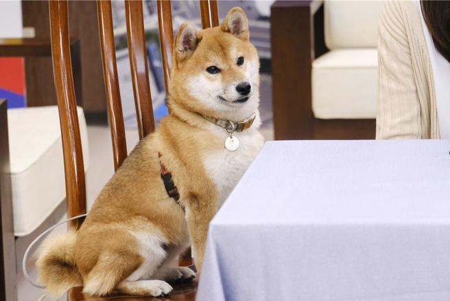 柴犬是不少台日网友最爱养的宠物犬。(示意图／基隆市府提供)