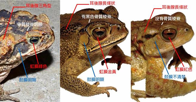 林保署南投分署说，有时蟾蜍会脱皮，可透过眼睛虹膜的顏色来分辨，海蟾蜍是绿色，盘古蟾蜍偏红色，黑眶蟾蜍则是黄色，建议民眾若发现疑似海蟾蜍出没先通报。（林保署南投分署提供／杨静茹南投传真）