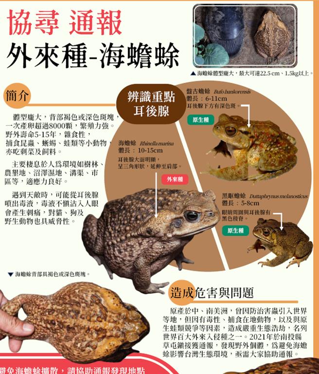 2021年草屯民眾发现海蟾蜍，许多人分不清究竟抓到的是哪一种蟾蜍？林保署曾制作「外来入侵种海蟾蜍通报」供分辨。（林保署南投分署提供／杨静茹南投传真）